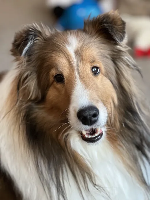 Cedar Pet Clinic Picture 8