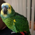 Cedar Pet Clinic