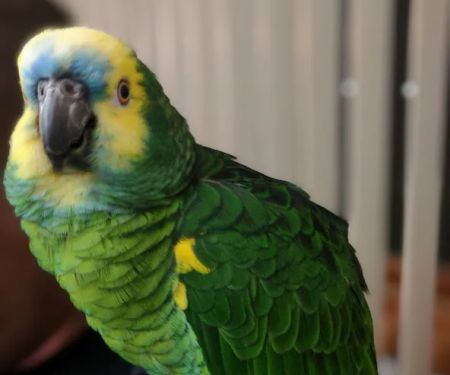 Cedar Pet Clinic