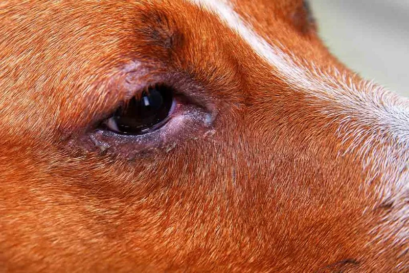 Understanding Canine Eye Disorders and Prevention – Essential Information for Dog Owners