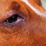 Understanding Canine Eye Disorders and Prevention – Essential Information for Dog Owners