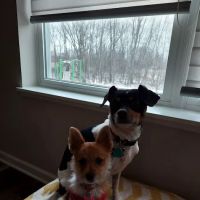 Victoria Veterinary Hospital ico