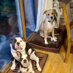Westonka Animal Hospital