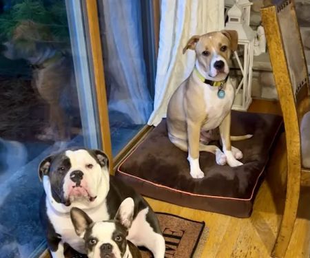 Westonka Animal Hospital