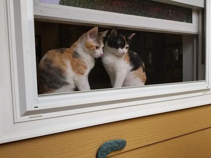 All About Cats Cat Clinic Picture 4