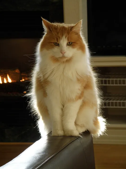 All About Cats Cat Clinic Picture 7