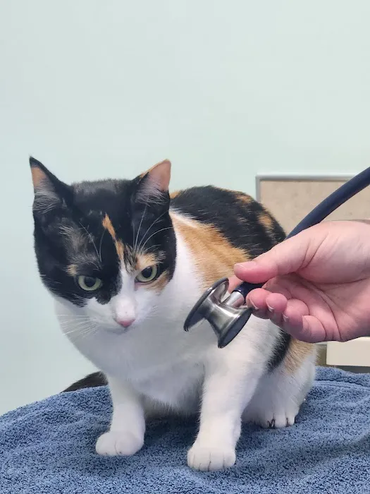 All About Cats Cat Clinic Picture 3