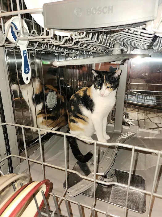 All About Cats Cat Clinic Picture 2