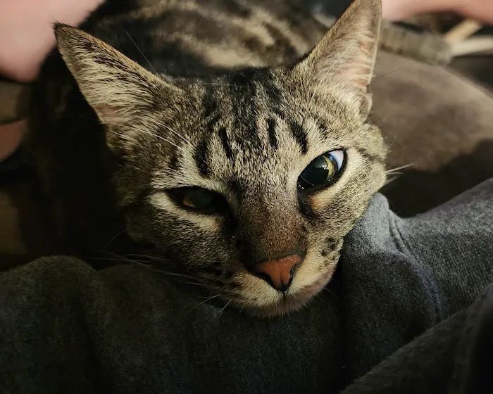 All About Cats Cat Clinic Picture 6