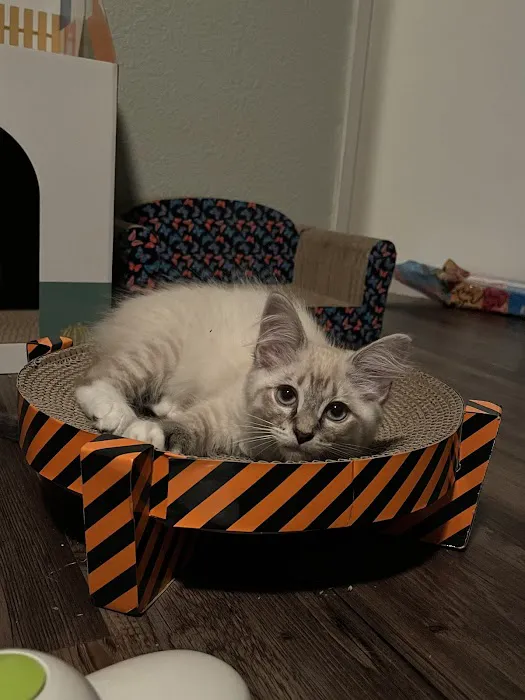 All About Cats Cat Clinic Picture 1