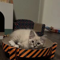 All About Cats Cat Clinic ico