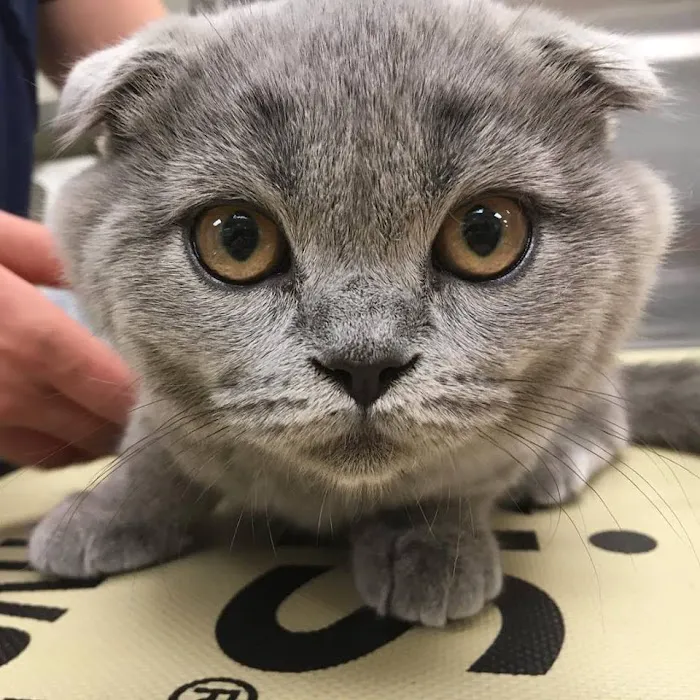Frontier Veterinary Hospital Picture 6