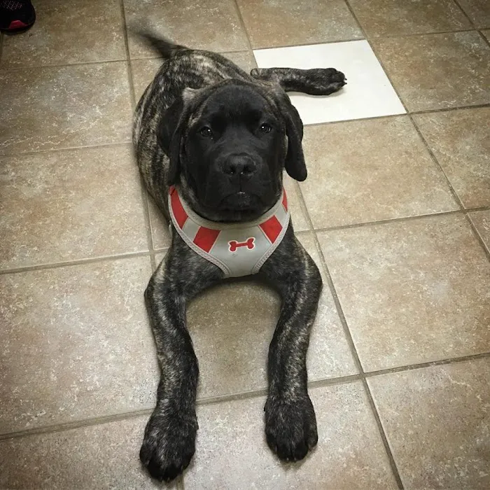 Frontier Veterinary Hospital Picture 5