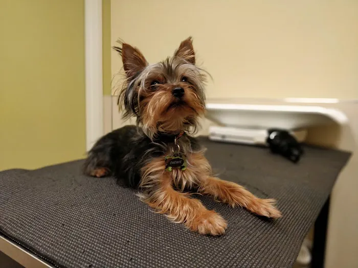Frontier Veterinary Hospital Picture 4