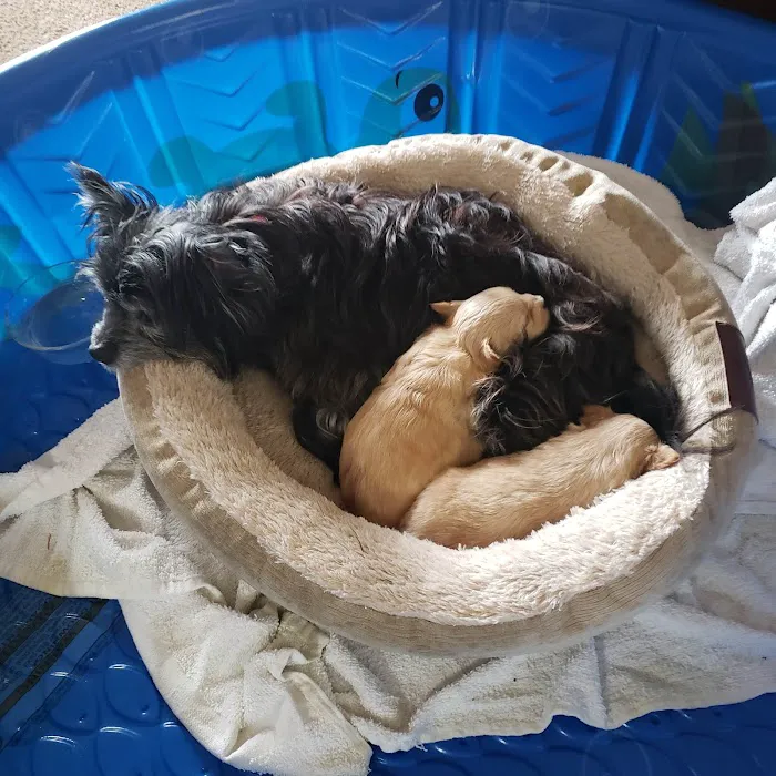 Banfield Pet Hospital Picture 10