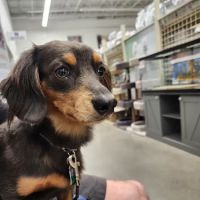Banfield Pet Hospital ico