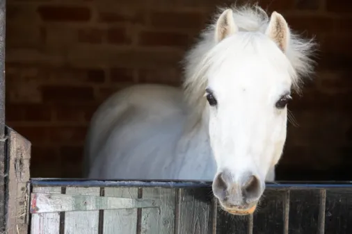 Countryside Equine Veterinary Service Picture 3