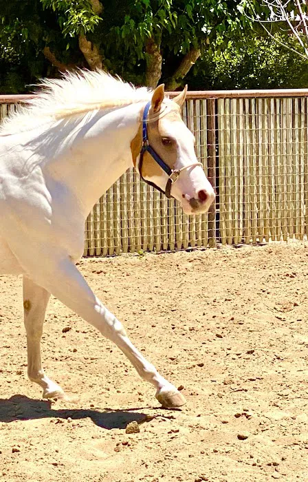 Countryside Equine Veterinary Service Picture 5