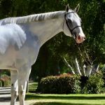 Countryside Equine Veterinary Service