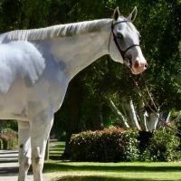 Countryside Equine Veterinary Service ico