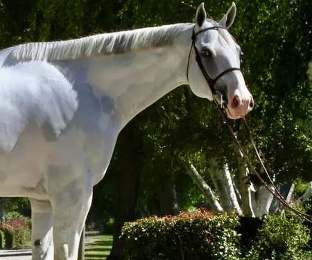 Countryside Equine Veterinary Service