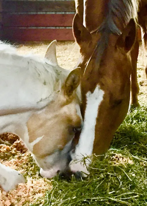 Countryside Equine Veterinary Service Picture 4