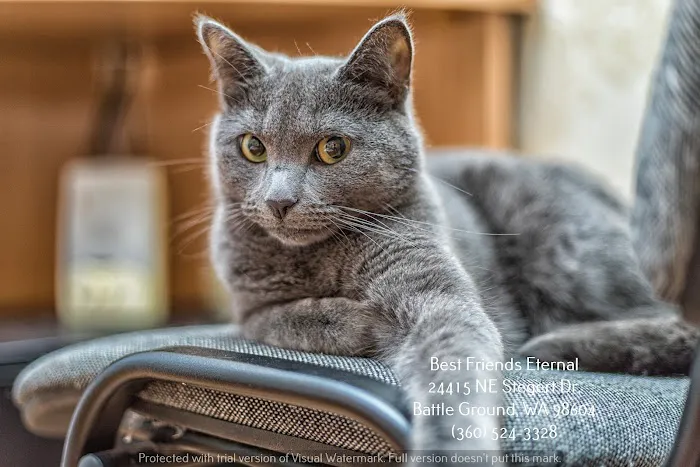 Best Friends Eternal, Home Pet Euthanasia Services Picture 9
