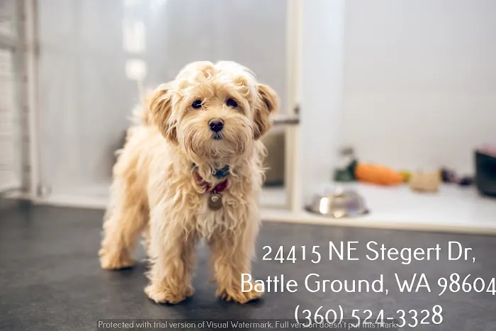 Best Friends Eternal, Home Pet Euthanasia Services Picture 3