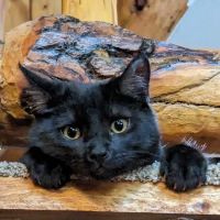 Best Friends Eternal, Home Pet Euthanasia Services ico