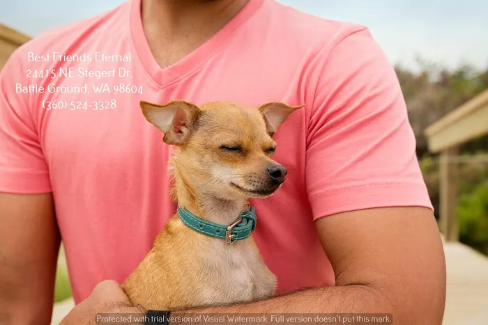 Best Friends Eternal, Home Pet Euthanasia Services Picture 8