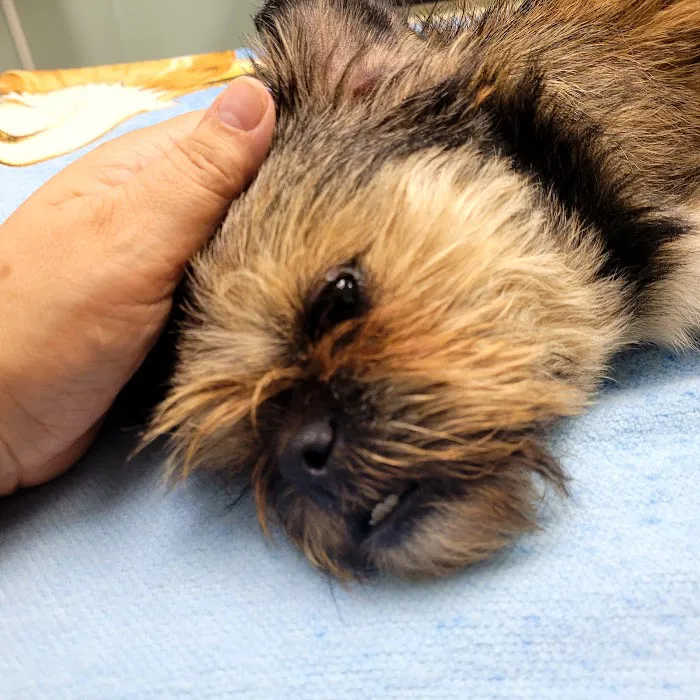 North County Animal Hospital Picture 7
