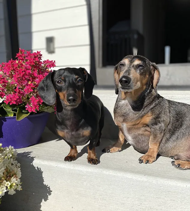 North County Animal Hospital Picture 3