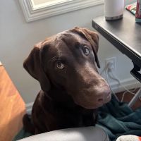North County Animal Hospital ico
