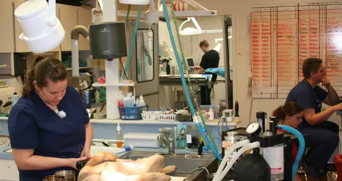 VCA Battle Ground Animal Hospital Picture 9