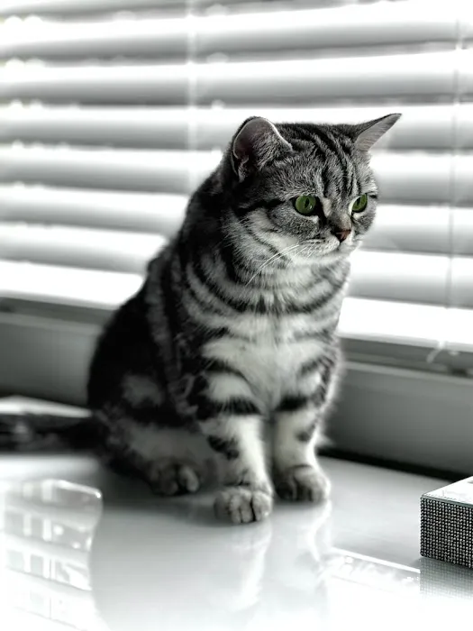 Arashan British Cattery Picture 2