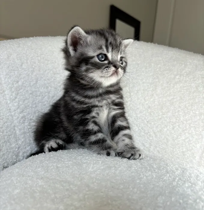 Arashan British Cattery Picture 8