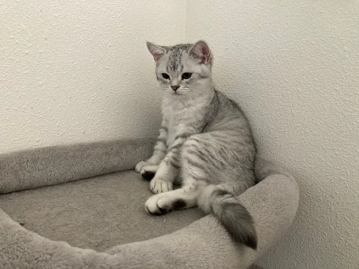 Arashan British Cattery Picture 7