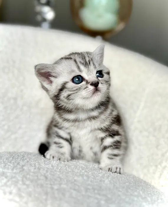 Arashan British Cattery Picture 1