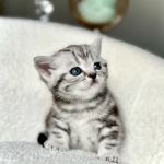 Arashan British Cattery