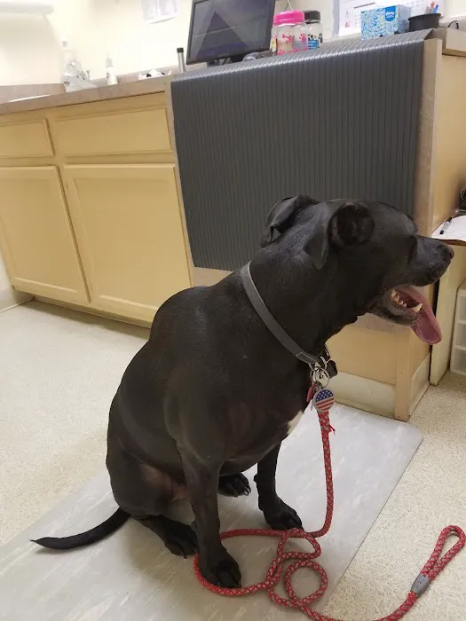 Belleview Animal Clinic Picture 5