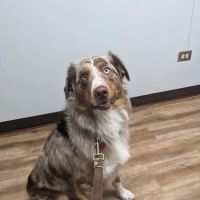 Belleview Animal Clinic ico