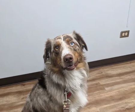 Belleview Animal Clinic
