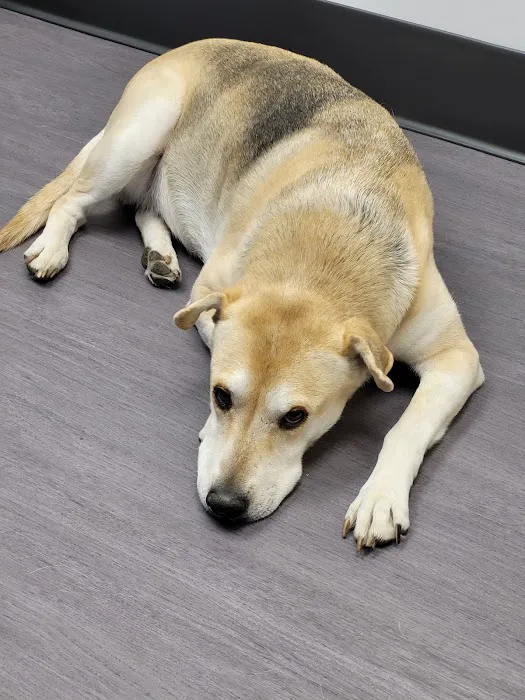 Nelson Animal Hospital Picture 1