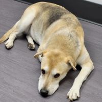 Nelson Animal Hospital ico