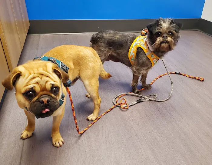 Nelson Animal Hospital Picture 4