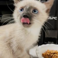 Woodlawn Veterinary Hospital ico