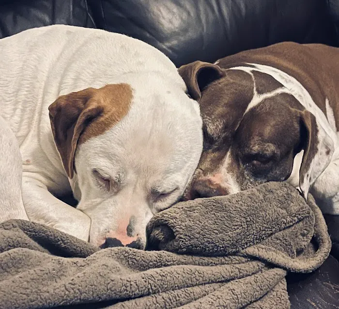 Fox Hollow Animal Hospital Picture 9