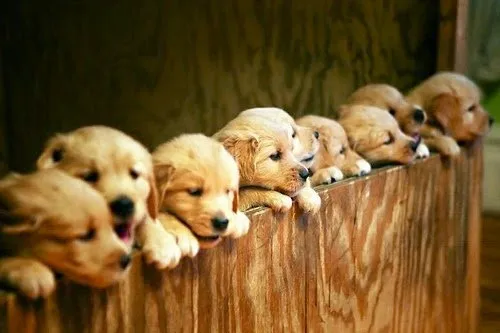 Fox Hollow Animal Hospital Picture 6