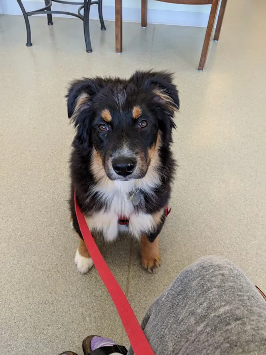 Littleton Paws Animal Hospital Picture 2