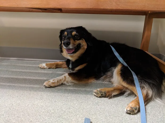 Littleton Paws Animal Hospital Picture 6